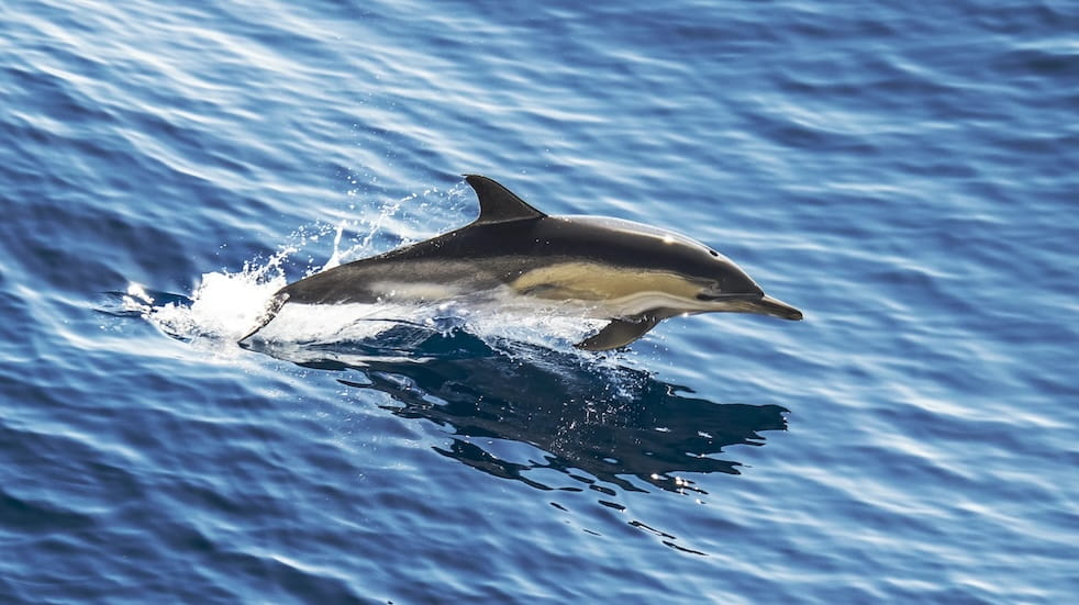 Common Dolphin